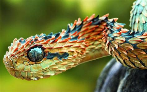 Dragon Snake Raww