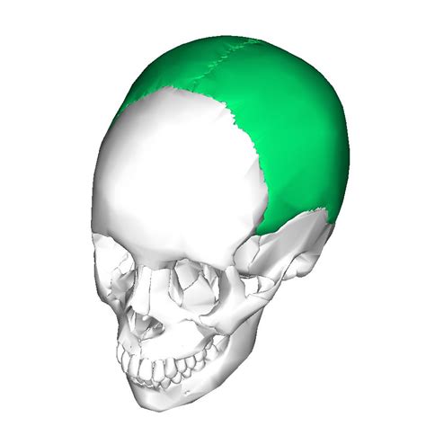 Parietal Bones 2 Anatomy Bones Skull Anatomy Human Body Anatomy