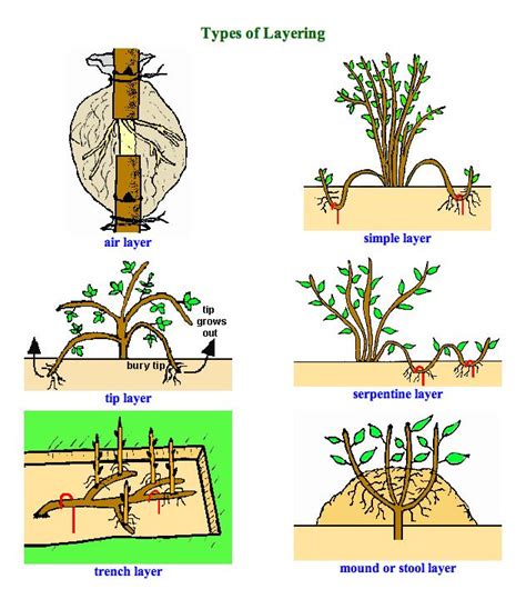 Plant Propagation Techniques Layering Plants Propagating Plants