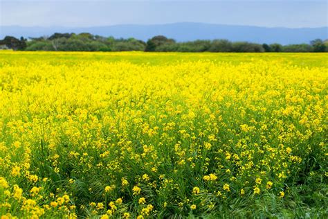 Mustard Field Field Wallpaper Nature Wallpaper Mustard Flowers