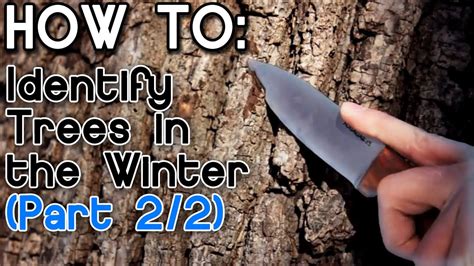 How To Identify Trees In The Winter Part 2 Youtube