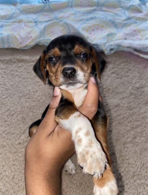Beagle Puppies For Sale | Richmond, VA #326990 | Petzlover