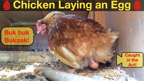Chicken Laying Egg