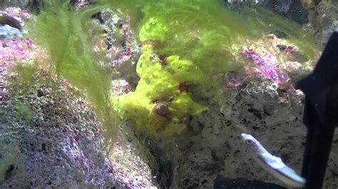 Frogfish Eating Iqf Silverside Youtube