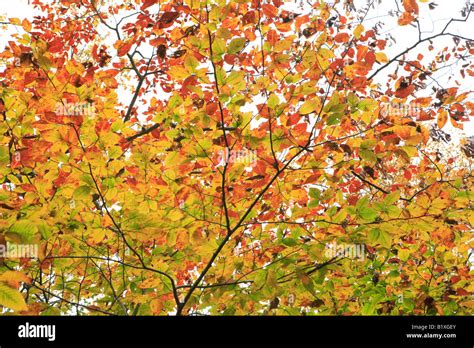 American Beech Fagus Grandifolia Leaves In Fall In Newport State Park