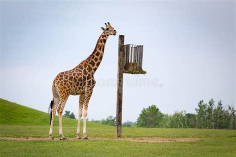 A Beautiful Giraffe Eating Food Stock Photo Image Of Canada Funny