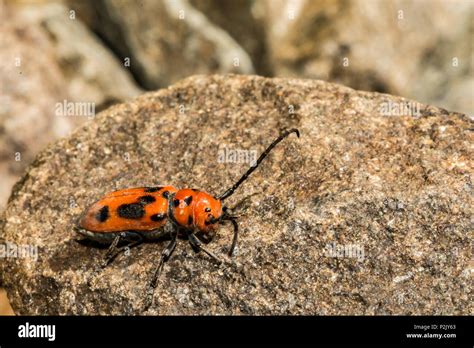 Red Milkweed Beetle Tetraopes Tetrophthalmus Stock Photo Alamy