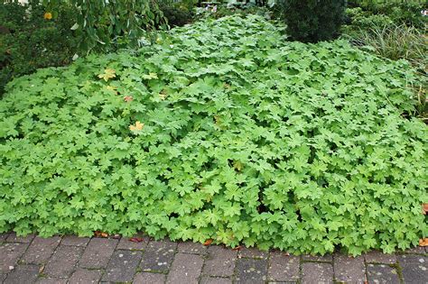 Check spelling or type a new query. Zwerg Spiere 'Little Princess' - Spiraea japonica 'Little ...