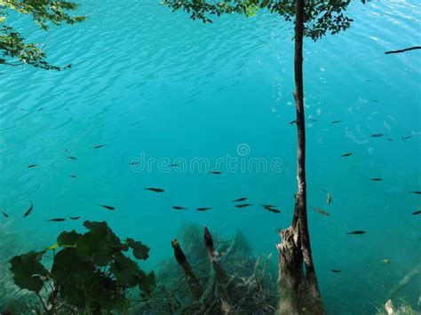 Fish In The Azure Plitvice Lakes Stock Image Image Of Fish Waterfall