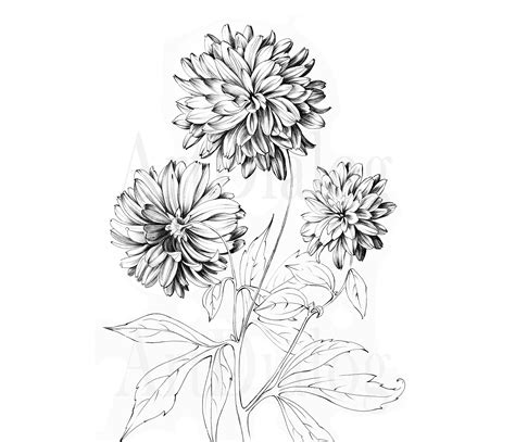Chrysanthemum Sketch November Birth Flower Golden Daisy Etsy