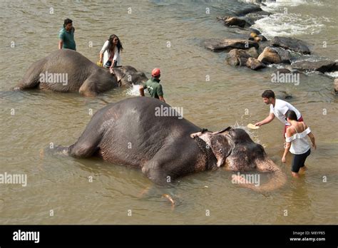 Sri Lankan Elephants From The Pinnawala Elephant Orphanage Bathing In The River With Tourists