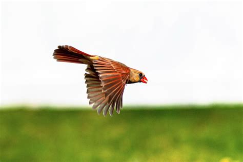 Female Cardinal In Flight Photograph By Donald Lanham Fine Art America