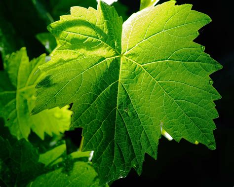 Vine Leaf Wallpapers Images Photos Pictures Backgrounds