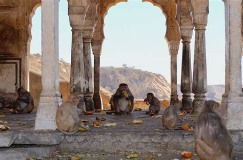 Monkey Temple Jaipur India Koren Leslie Cohen