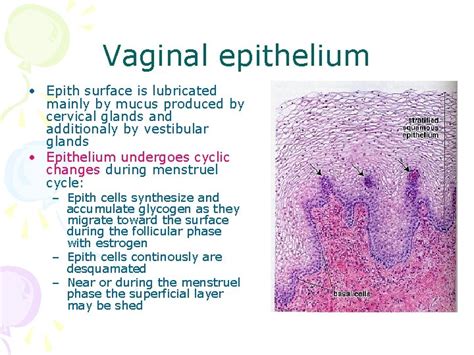 Histology Of Female Reproductive System Petek Korkusuz MD