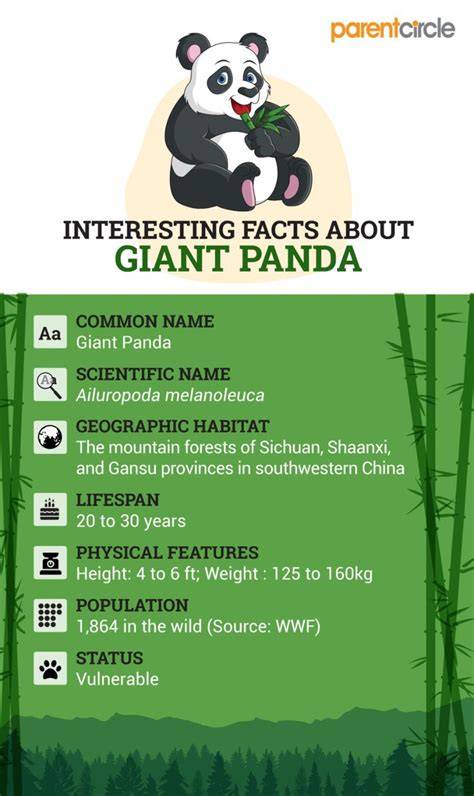 Facts About Giant Pandas For Kids Bear Facts For Kids Panda Facts