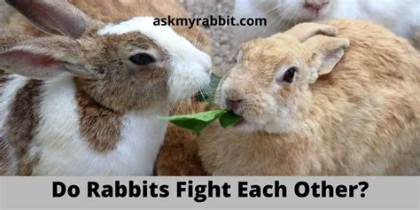 Do Rabbits Fight Each Other How Do I Stop My Rabbits Fighting