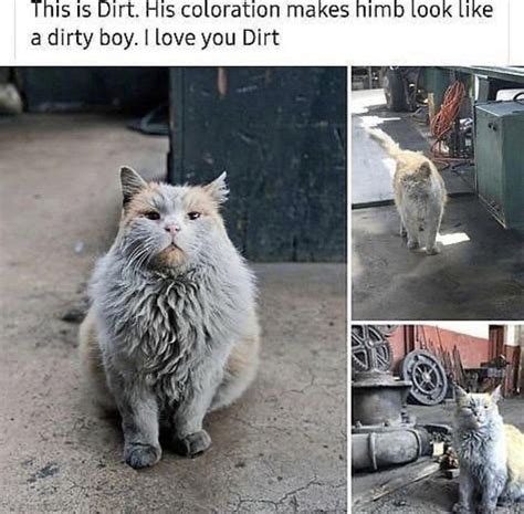 Cat Memes Dirty Brendonriddle Blog