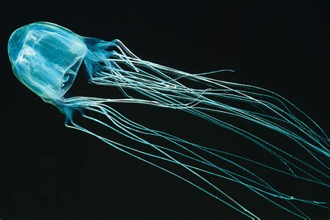 Box Jellyfish Size Knowsize