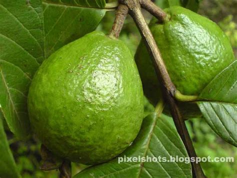 Fruits From Kerala Photos And Infopixelshots