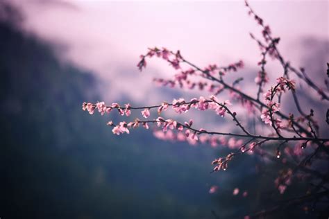 Blossom 4k Wallpapers For Your Desktop Or Mobile Screen Free And Easy