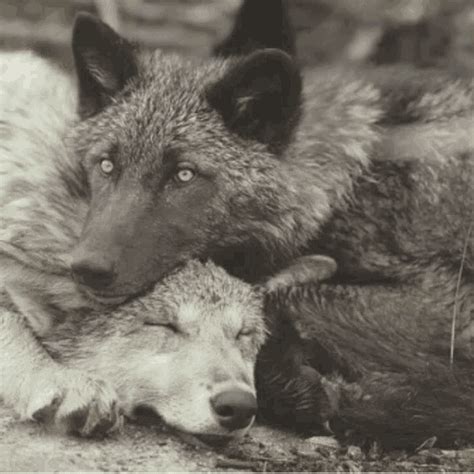 Bear cub and wolf cub wrestle. Morning Cuddles Wolves GIF - MorningCuddles Wolves Wolf ...