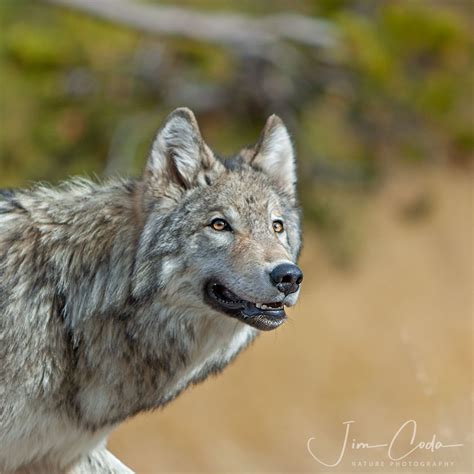 Gray Wolf Yellowstone National Park Jim Coda Nature Photography