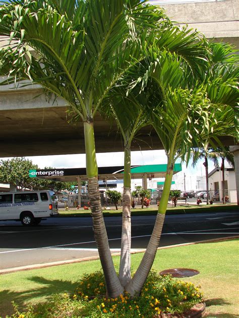 Polynesian Produce Stand Christmas Palm Tree Adonidia Merrilli 25