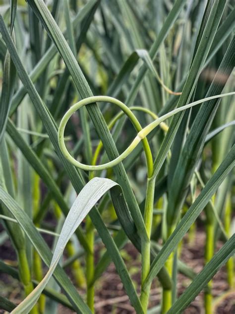 When To Harvest Garlic Scapes And How To Do It