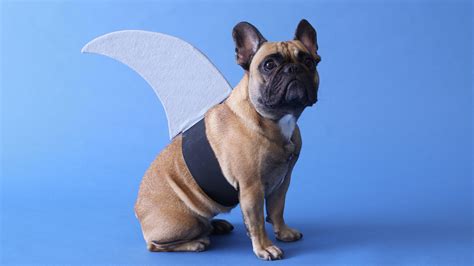 Discover what are the best french bulldog life jackets on amazon. Video: DIY Shark Fin Costume | Martha Stewart