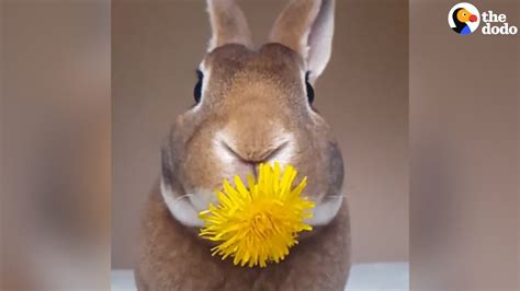 Bunny Eats A Flower Youtube