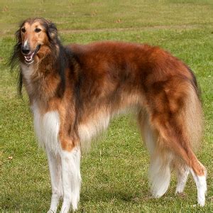 It is naturally respectful for humans, with good manners. Borzoi | Wisdom Panel