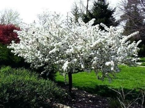 1 Sargent Crabapple Flowering Fruit Tree Wildlife Dormant Etsy