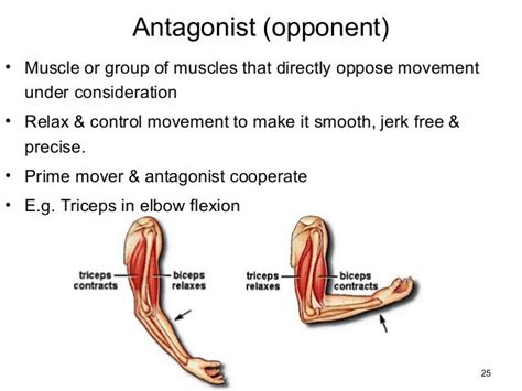 Antagonist Anatomy