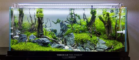 Aquascape,how to make in making aquascape, the most important thing is water plants, stones or fossils, and also wood as a growth medium. AQUASCAPE IDEA 6 - Meowlogy