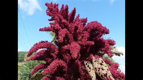 Harvesting A 10ft Tall Amaranth Wow Ancient Heirlooms