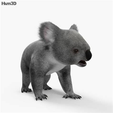 47 Best Of Koala 3d Model Free Mockup