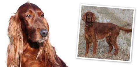 irish setter breed profile  dog