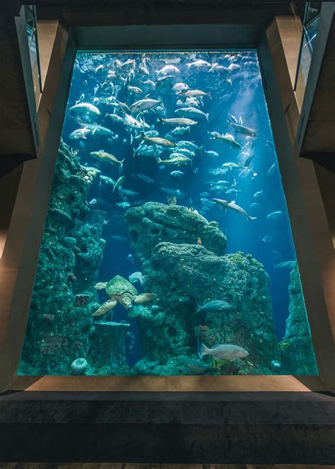 South Carolina Aquarium Charleston Area Cvb