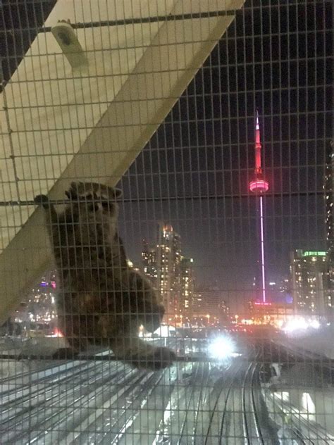 These Were The Best Toronto Raccoon Stories Of 2018 Curated