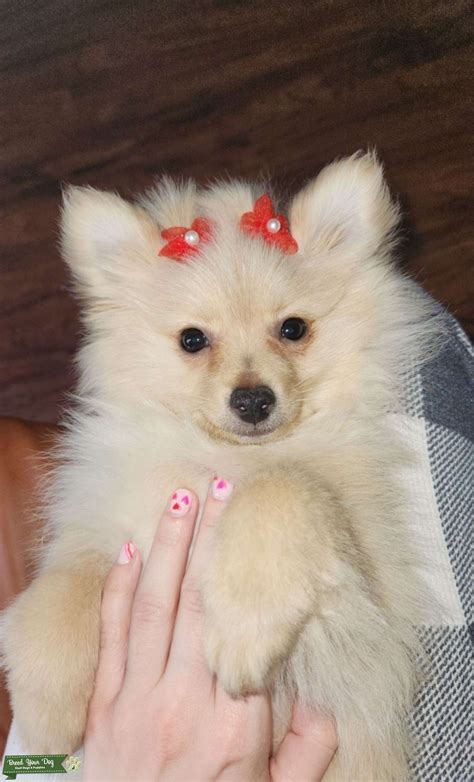Female Pomeranian Stud Dog In Texas The United States Breed Your Dog