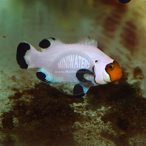 Check spelling or type a new query. Amphiprion ocellaris "Wyoming White" Clownfish, Pearl Eye ...
