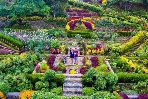 Flower Farm Cebu City Best Flower Site