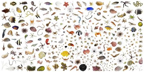 Look At All The Creatures Living In A Single Cubic Foot