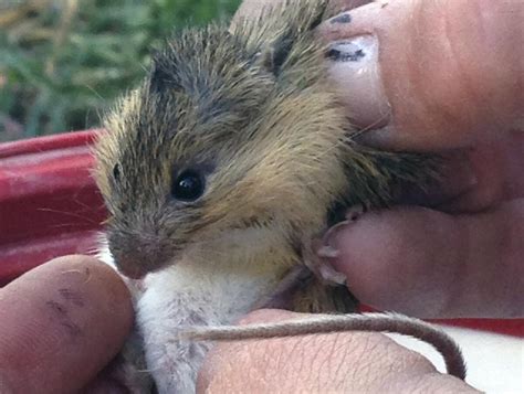 Mouse Tests Positive For Hantavirus That Can Cause Life Threatening