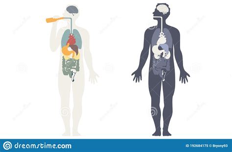 Schets Van Het Menselijk Lichaam Met Organen Vector Illustratie Illustration Of Longen