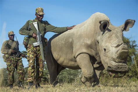 Sudan The Last Male Northern White Rhino Has Died Live Science