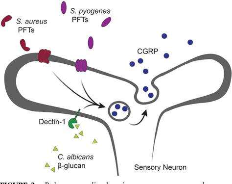 Figure 2 From The Neuroimmune Axis In Skin Sensation Inflammation And