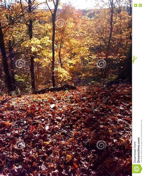 Fall Foliage Stock Image Image Of Gold Foliage Orange 80215079