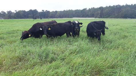 Incorporating Alfalfa In Forage Systems Drovers